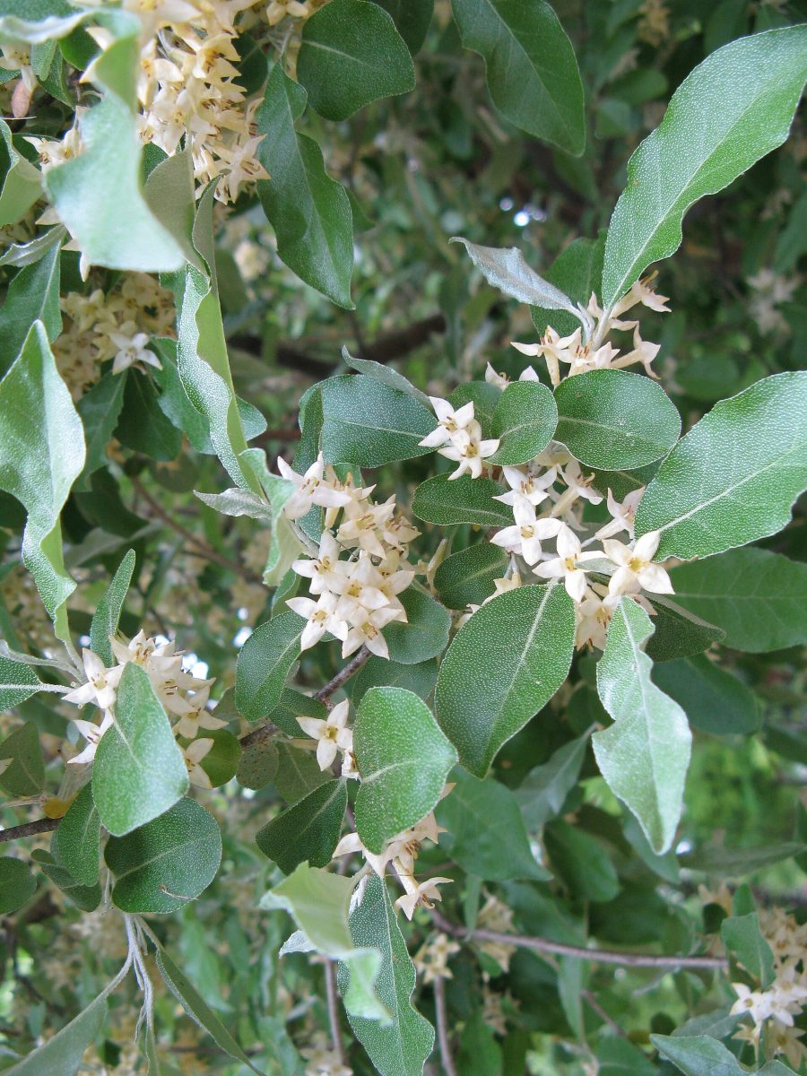 Herfstolijfwilg (Elaeagnus umbellata)