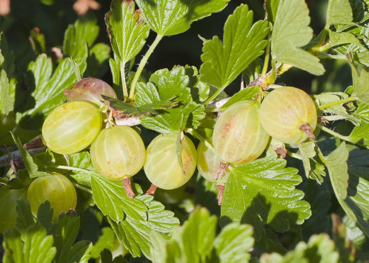 Kruisbes (Ribes uva-crispa)