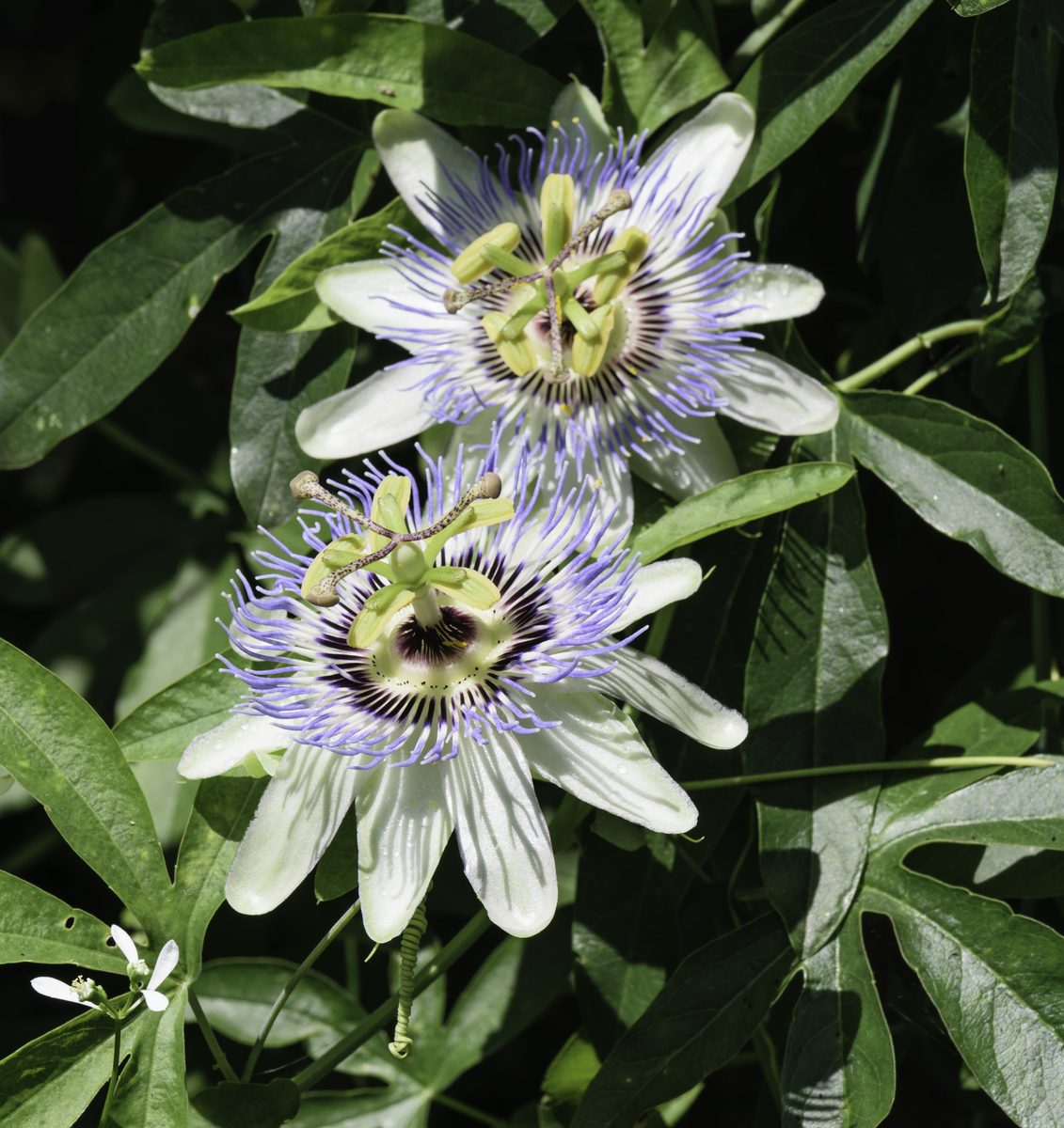Passiebloem (Passiflora caerulea)